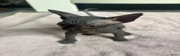 Sphynx cats for sale: Canadian sphynx kittens - Advert 7