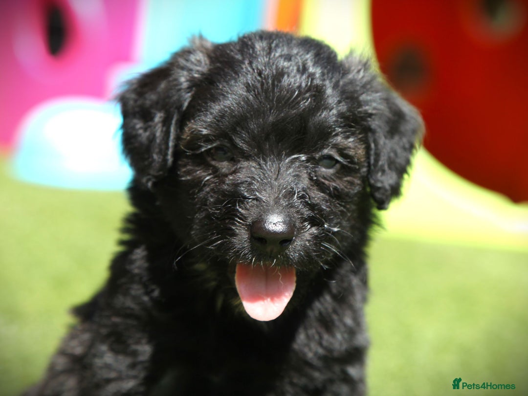 Bordoodle dogs for sale: Bordoodles Raised Right ✨ - Image 13