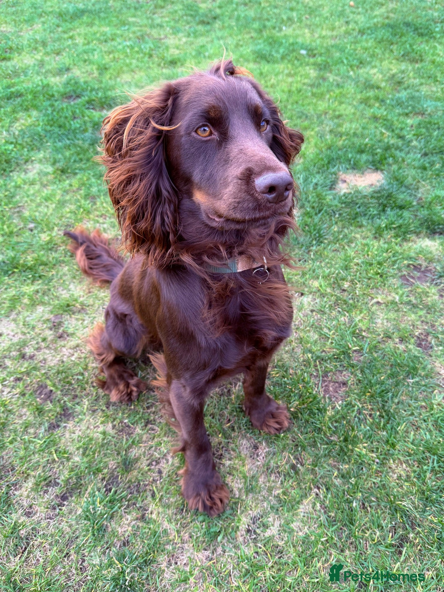 Cocker Spaniel dogs KC Reg Cocker Spaniel for Stud - Advert 16