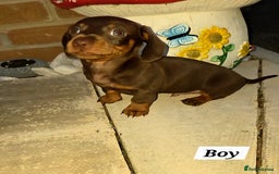 Miniature Dachshund dogs for sale: Kc registered quality mini dachshund puppies - Image 27
