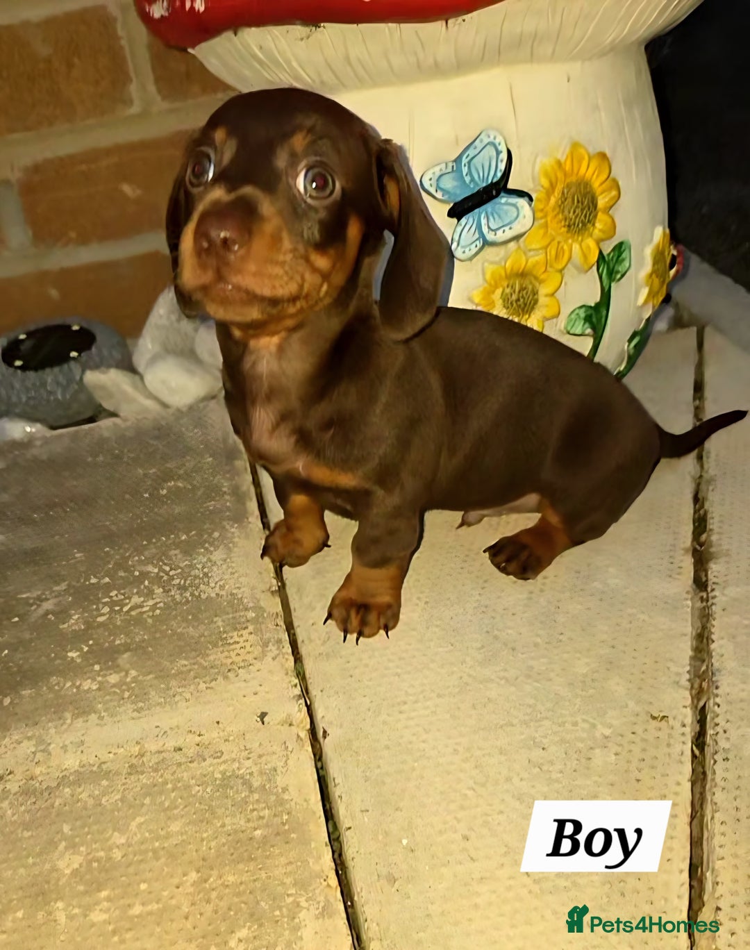 Miniature Dachshund dogs for sale: Kc registered quality mini dachshund puppies - Image 27
