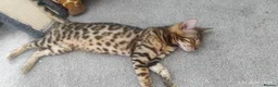 Bengal cats for sale: Stunning Bengal kittens for sale in Rugby - Advert 4