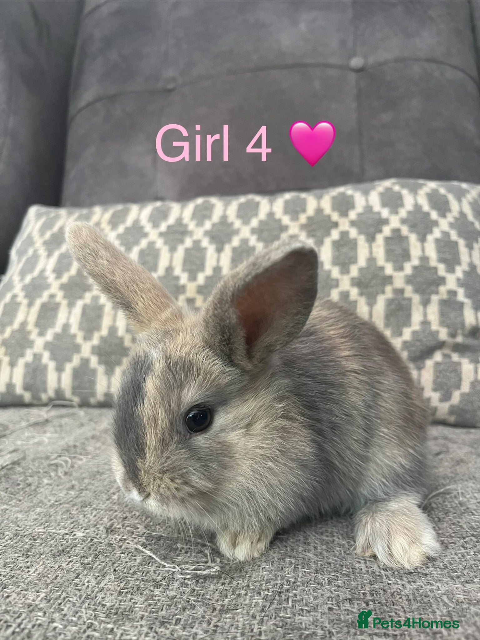 Mini Lop rabbits Mini lop bunnies for sale - Advert 16