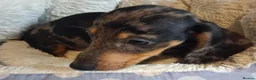 Miniature Dachshund dogs for sale: Stunning Dachshund pups *Ready now* - Advert 34