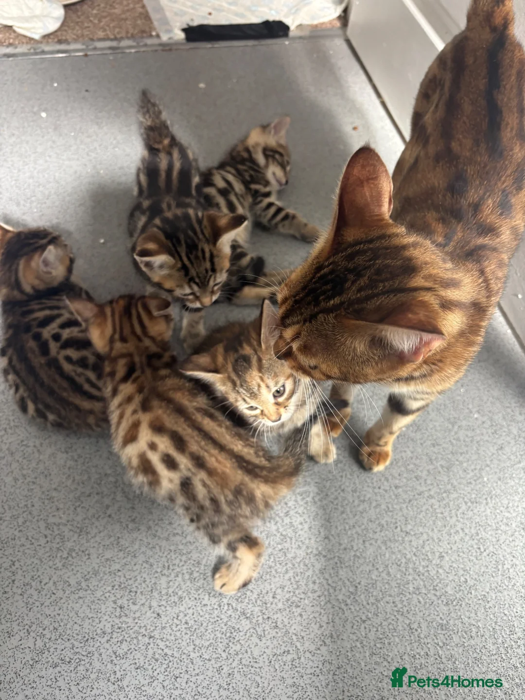 Bengal cats for sale: Kittens ready now  in Cramlington - Advert 18