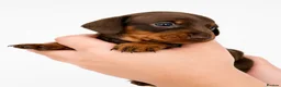 Miniature Dachshund dogs for sale: 🐾 Beautiful KC mini dachshund pups ready 25/07  - Advert 3