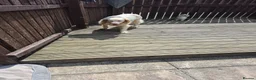 English Setter dogs for adoption: Arlo! in Malton - Advert 4