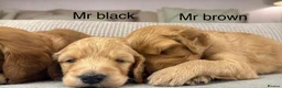 Goldendoodle dogs for sale: HEREDITARY HEALTH TESTED MUM. DNA TESTED DAD - Advert 23