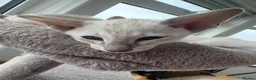 Siamese cats for sale: A litter of 3 beautiful Siamese kittens  - Advert 3