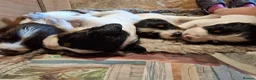 English Springer Spaniel dogs for sale: KC Registered Tri colour English Springer Spaniels in Redruth - Advert 4