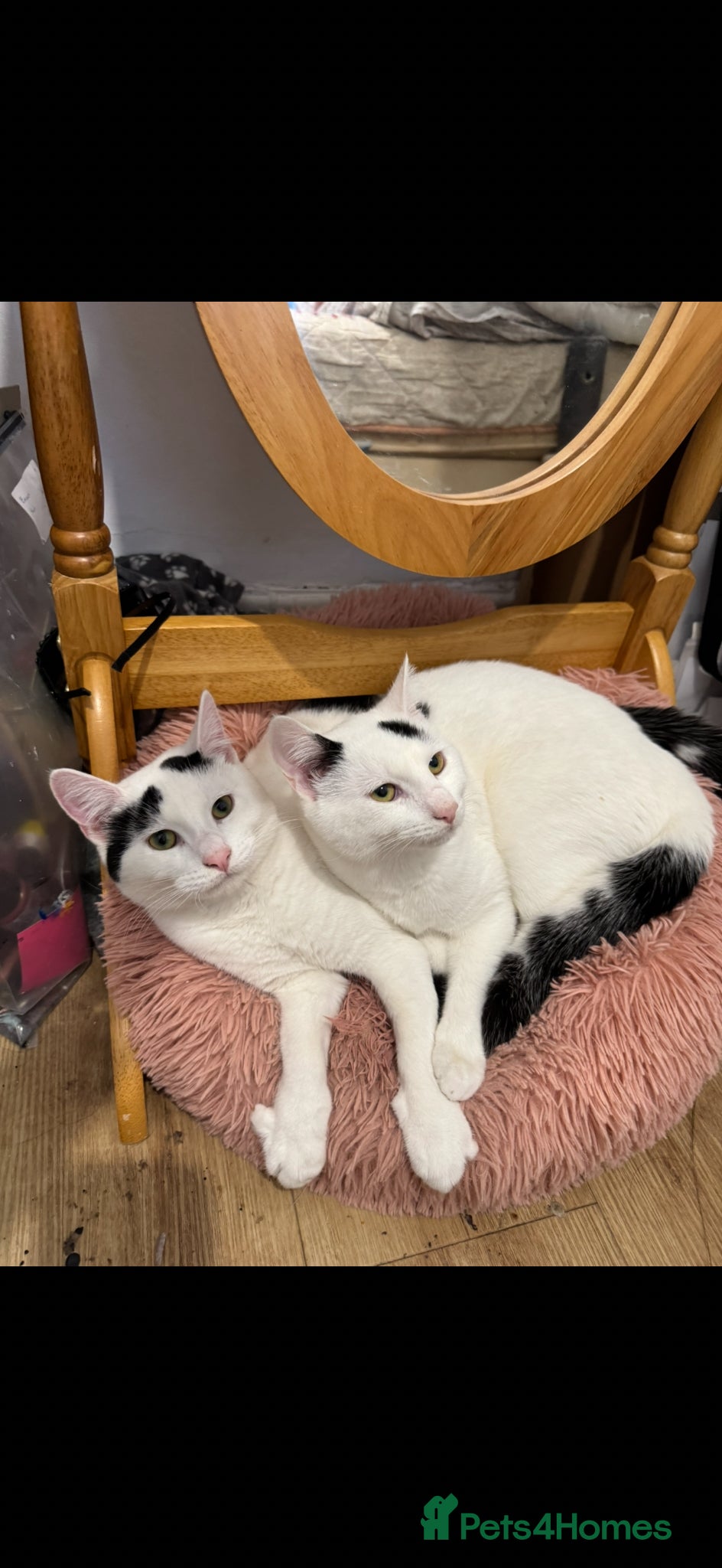 Mixed Breed cats Two cats together  - Advert 4