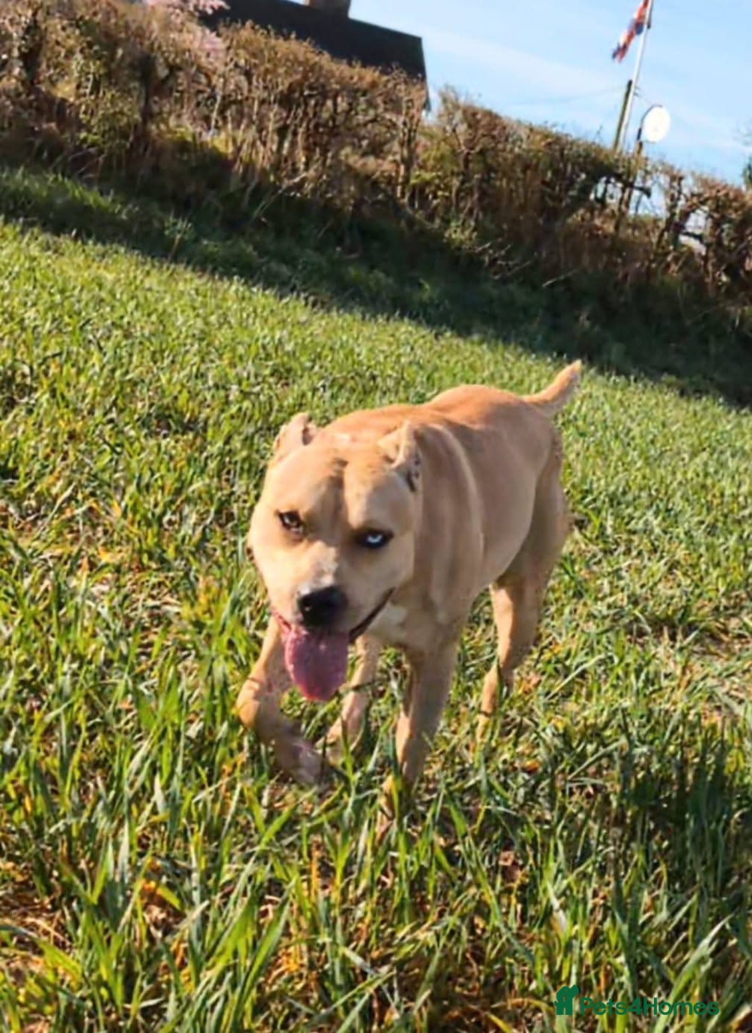 Mixed Breed dogs for sale: Playful, active girl - Image 1