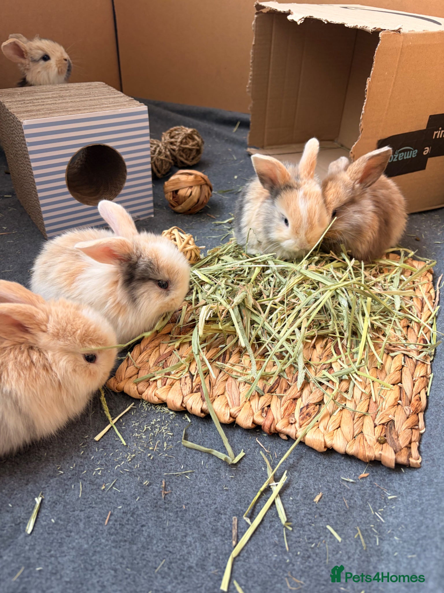 Mini Lop rabbits Mini lop baby bunnies - Advert 1