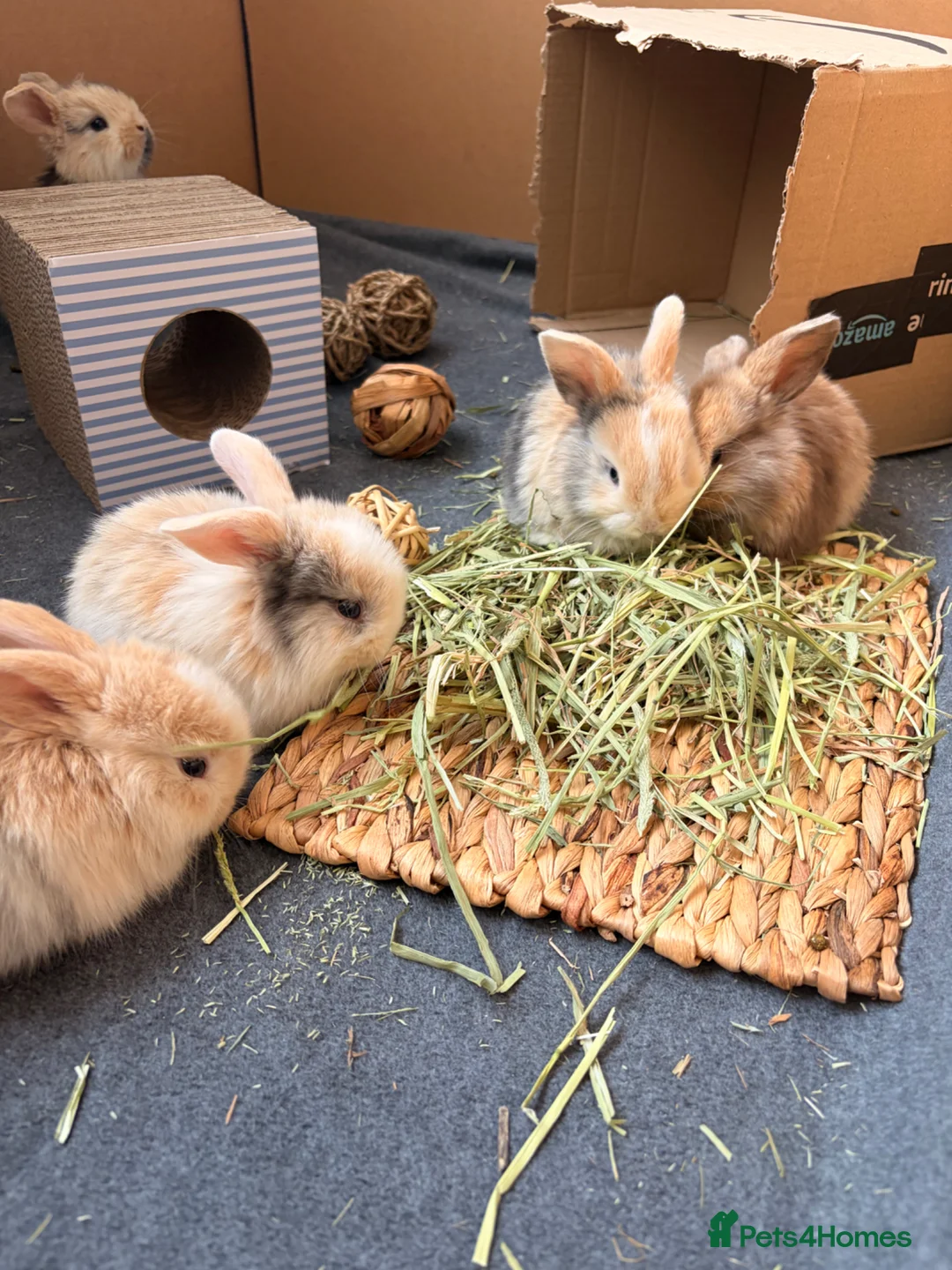 Mini Lop rabbits for sale: Mini lop baby bunnies in Wirral - Advert 1
