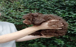 Toy Poodle dogs for sale:  🐩 Tiny Chocolate Toy Poodle – Ready in 2 Weeks! - Image 4