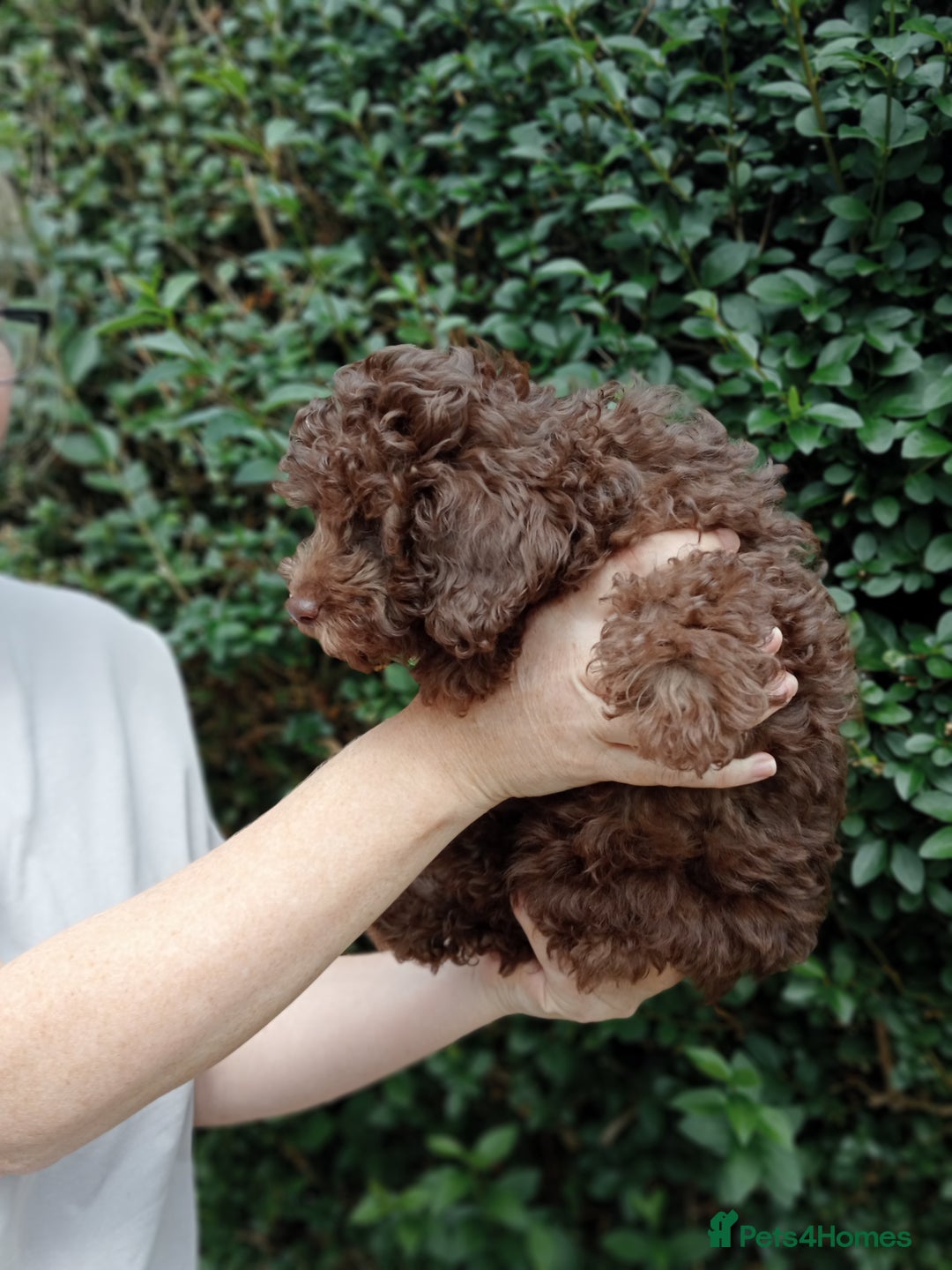Toy Poodle dogs for sale:  🐩 Tiny Chocolate Toy Poodle – Ready in 2 Weeks! - Image 4