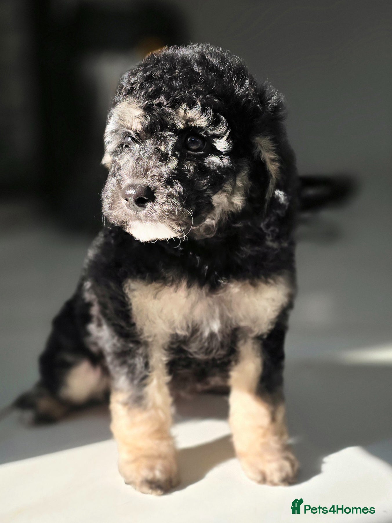 Miniature Poodle dogs Only Phantom boy left from DNA tested parents.  - Advert 2