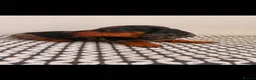 Miniature Dachshund dogs for sale: Miniature Dachshunds - Advert 22