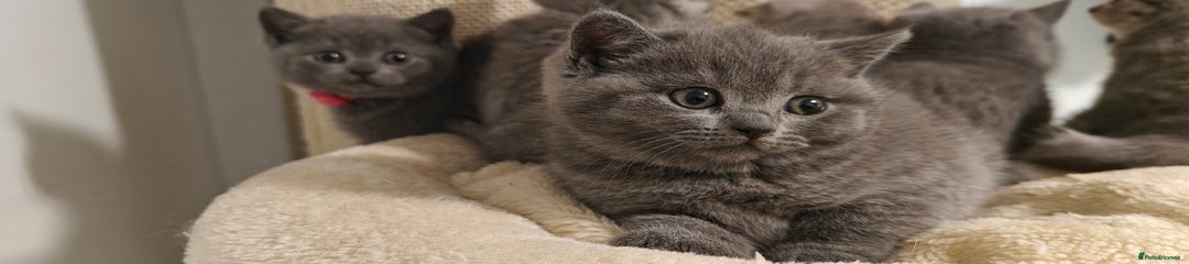 British Shorthair Kitten pink collar 