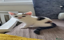 European cats for sale: Beautiful kittens looking good a home - Image 2