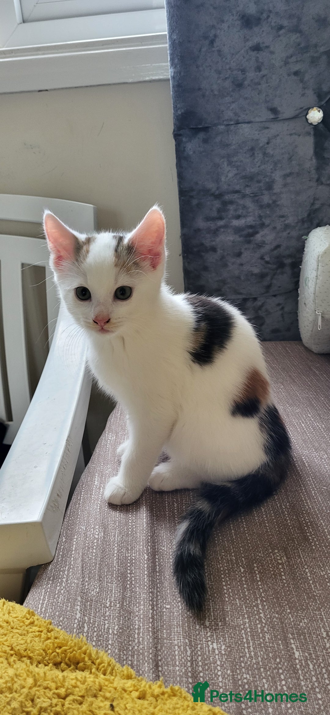 European cats for sale: Beautiful kittens looking good a home - Image 2