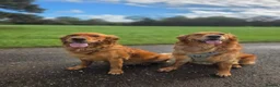 Golden Retriever dogs for sale: Dark red KC Golden retriever puppies in Preston - Advert 19