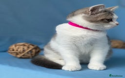 British Shorthair cats for sale: Stunning British sh/longhair kittens TICA - Image 7
