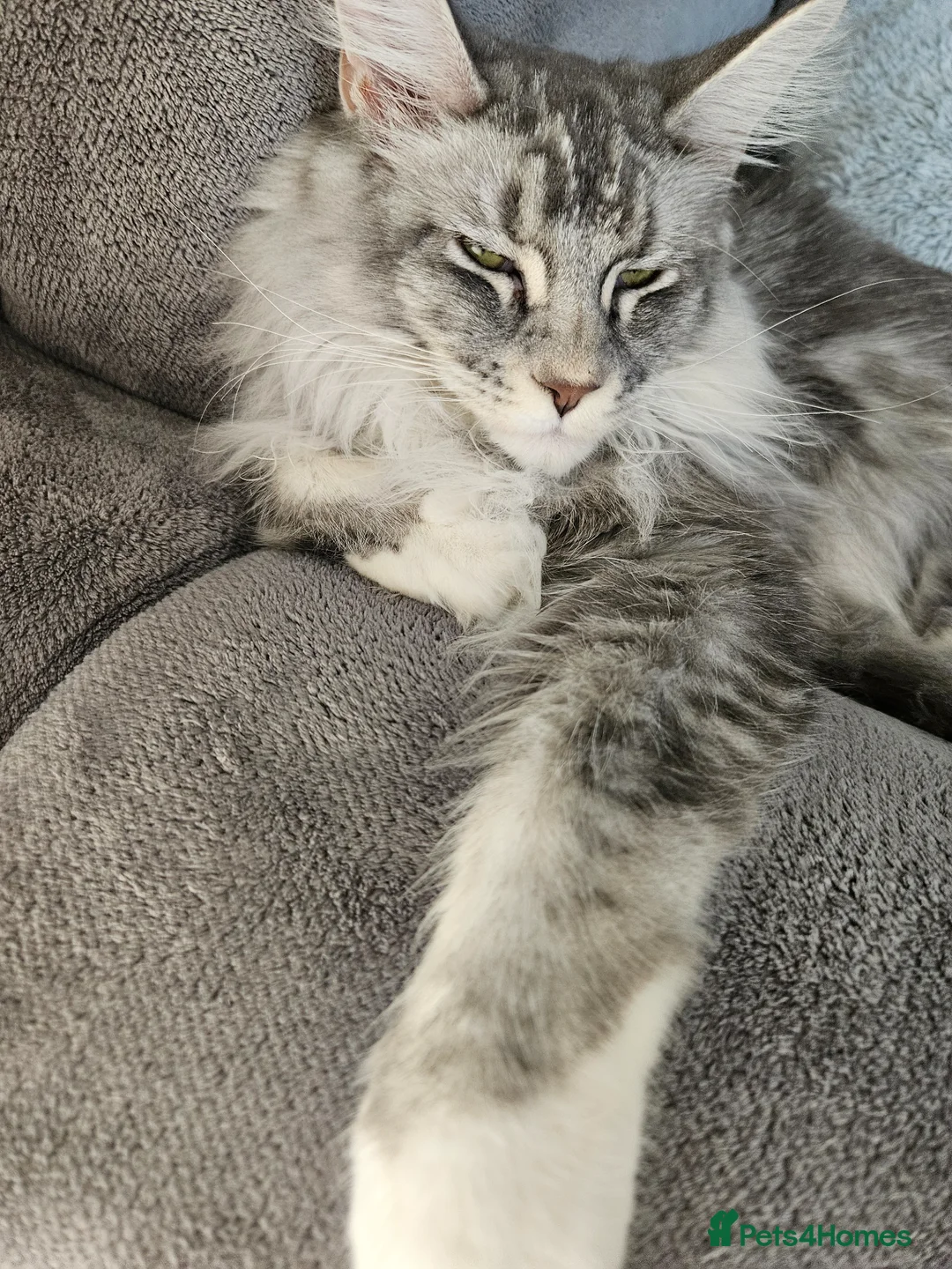 Maine Coon cats for sale: Maine coon male and female  - Advert 4