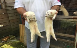 Ferret rodents for sale: Silver Males Brothers  - Image 4