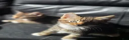 Mixed Breed cats for sale: Kittens ready NOW,  1 girl left - Advert 5