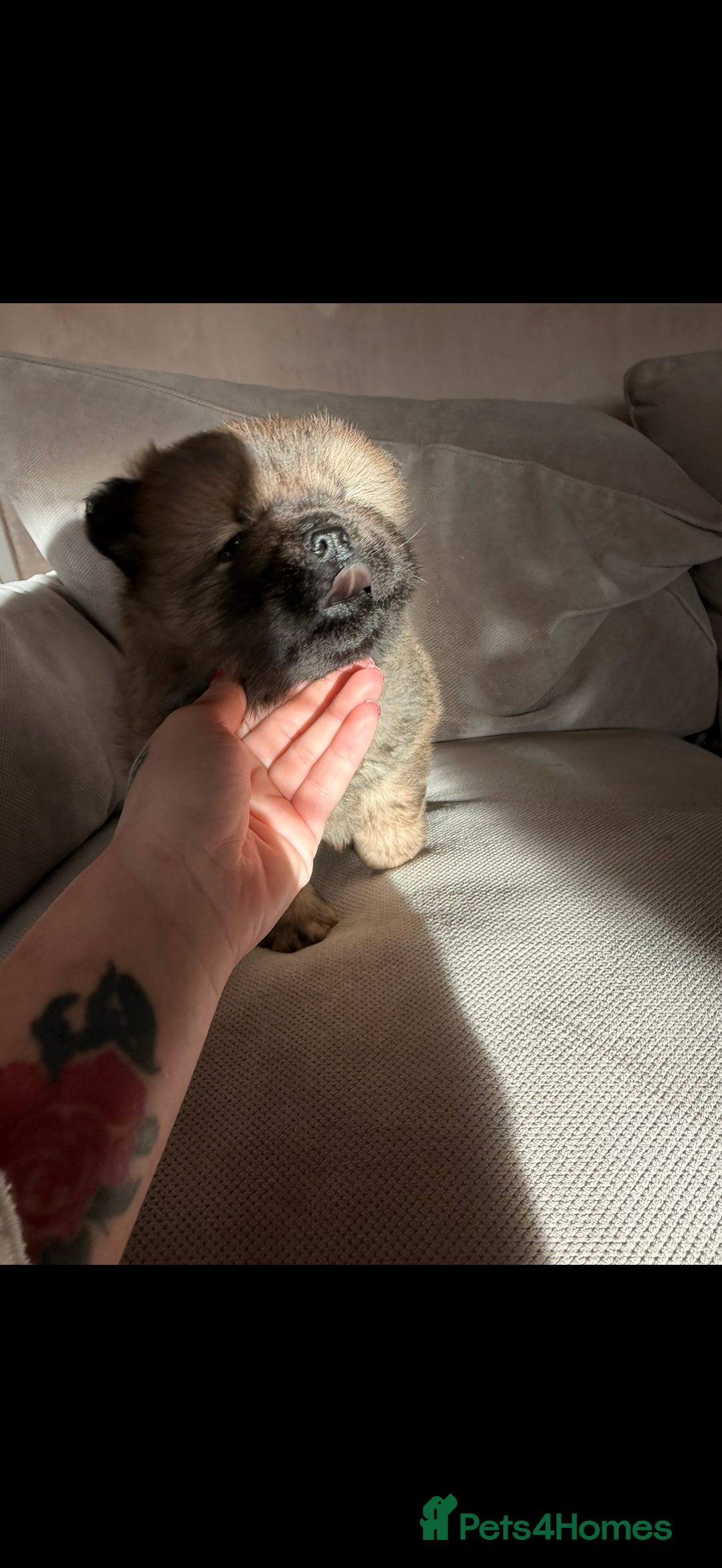 Chow Chow dogs for sale: Male chow chow puppy  - Advert 7