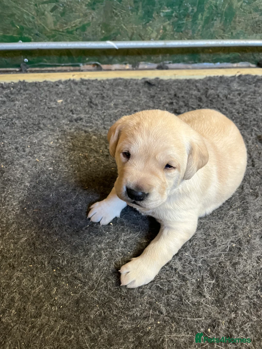 Labrador Retriever dogs for sale: Yellow Dog Puppy - Advert 5