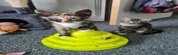Mixed Breed cats for sale: Cute kittens🐈🐈‍⬛ - Advert 7