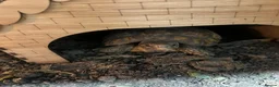 Tortoise reptiles for sale: Bells hingeback tortoise in Leeds - Advert 13
