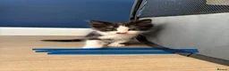 Mixed Breed cats for sale: Beautiful kittens for sale  - Advert 6