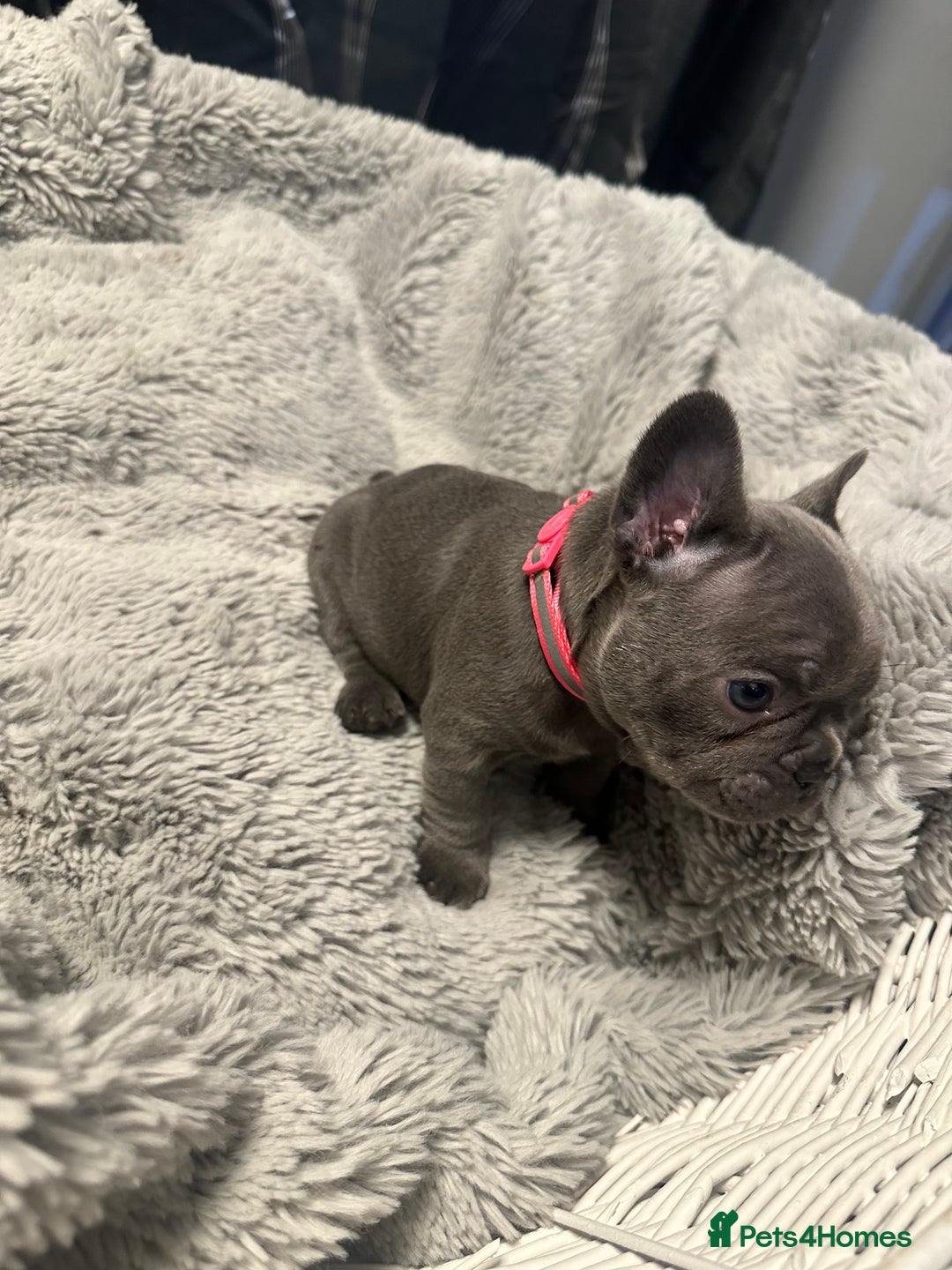 French Bulldog dogs for sale: Beautiful looking French bulldog puppies - Advert 20