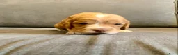 Cockapoo dogs for sale: A litter of beautiful cockapoos in Manchester - Advert 13