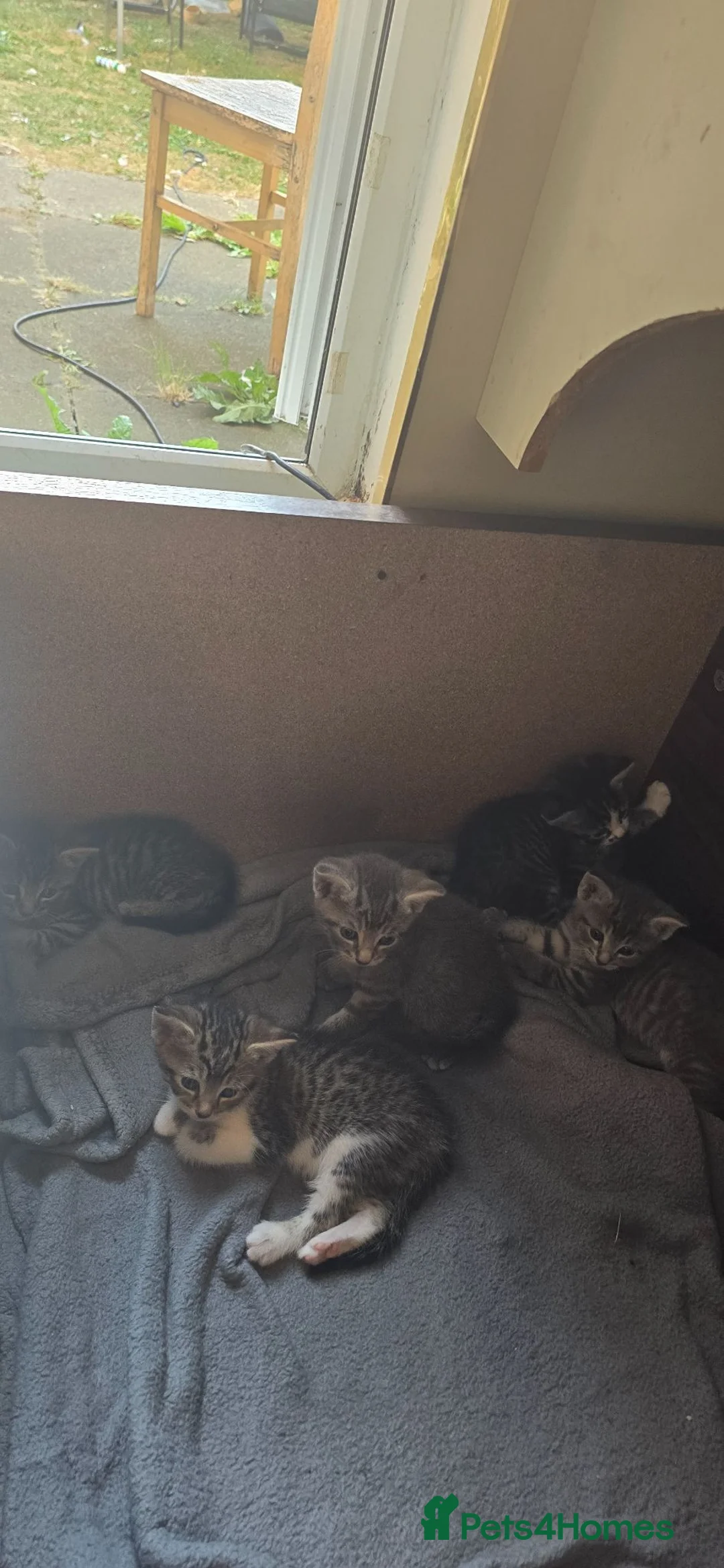 British Shorthair cats for sale: 5 kittens  - Advert 2
