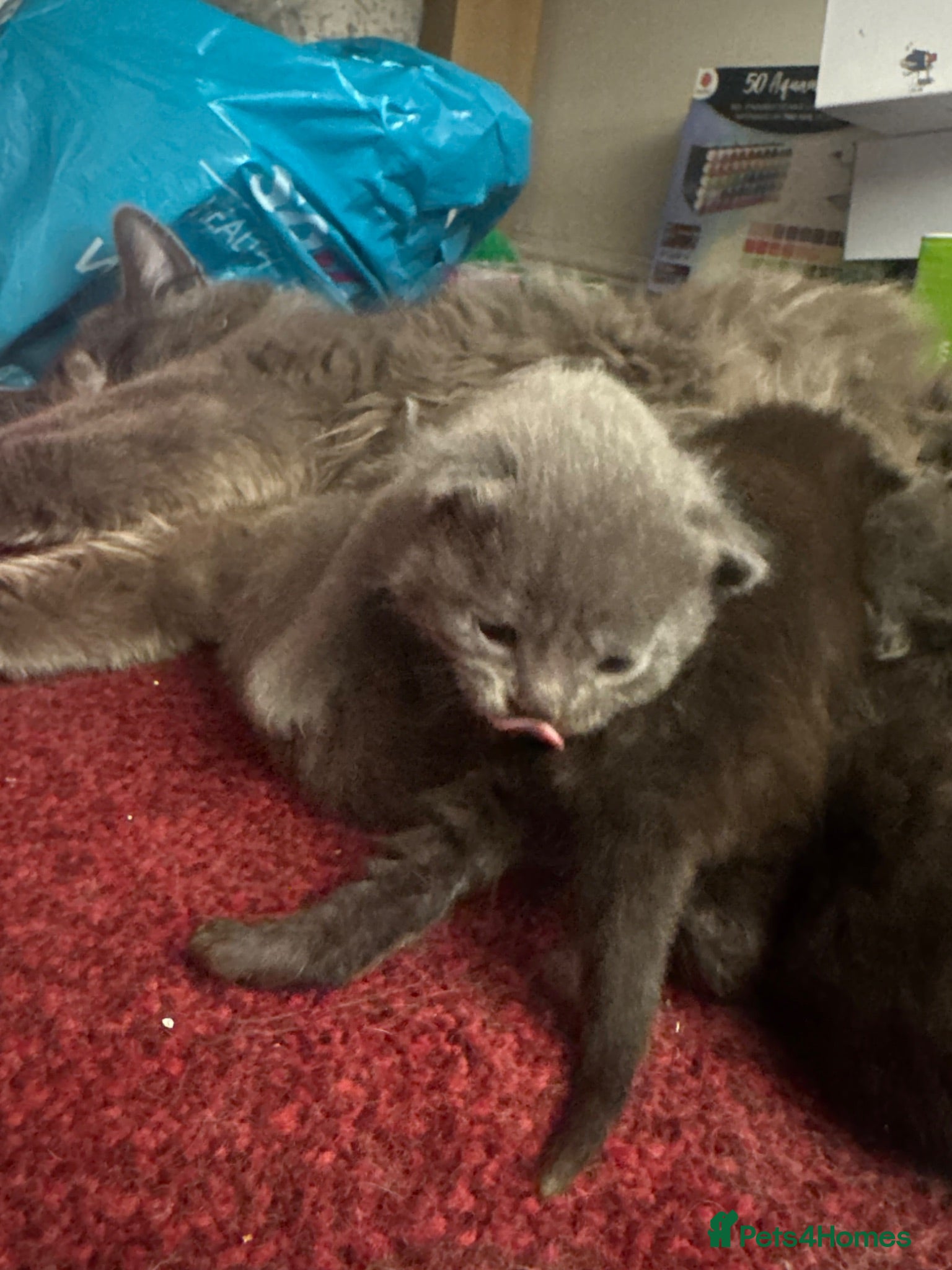 Maine Coon cats Mainecoon cross kittens looking for a forever home - Advert 4