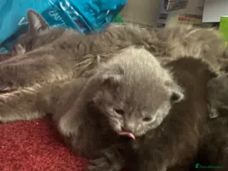 Maine Coon cats Mainecoon cross kittens looking for a forever home - Advert 4