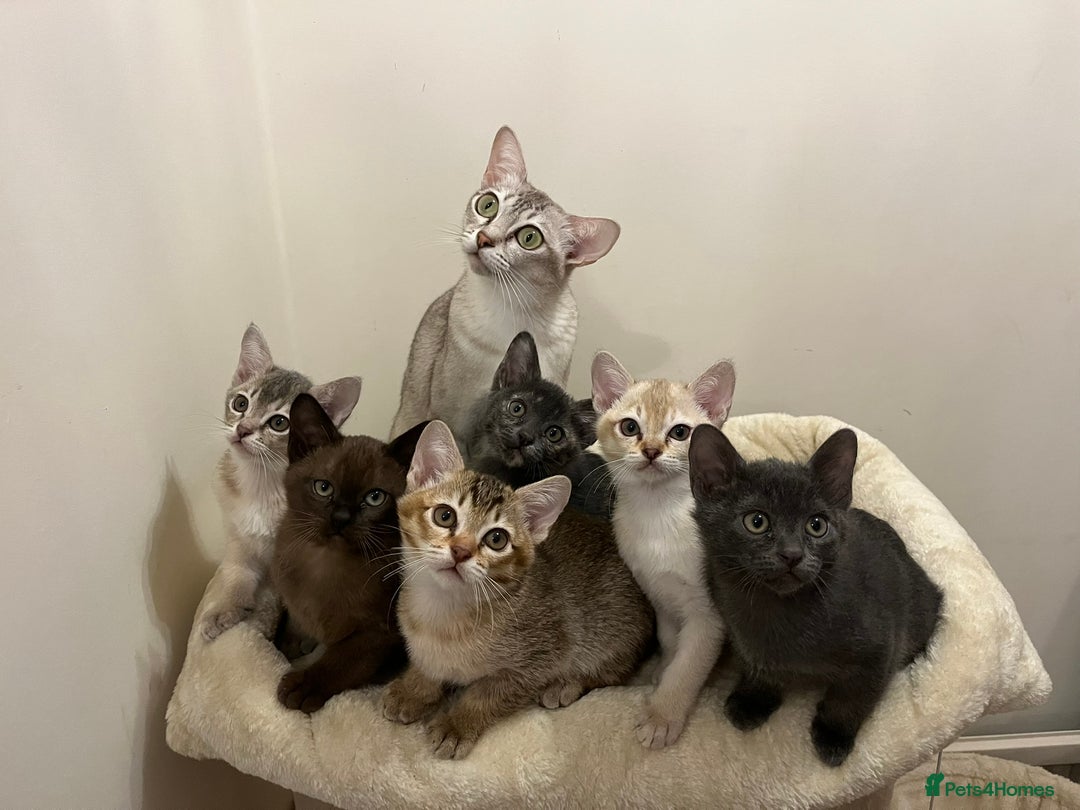 Asian cats for sale: Quality GCCF registered Blue Asian kitten - Advert 2