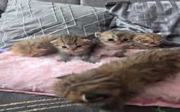 Scottish Fold cats for sale: 5 Beautiful ScottishFolds Kittens - Image 3