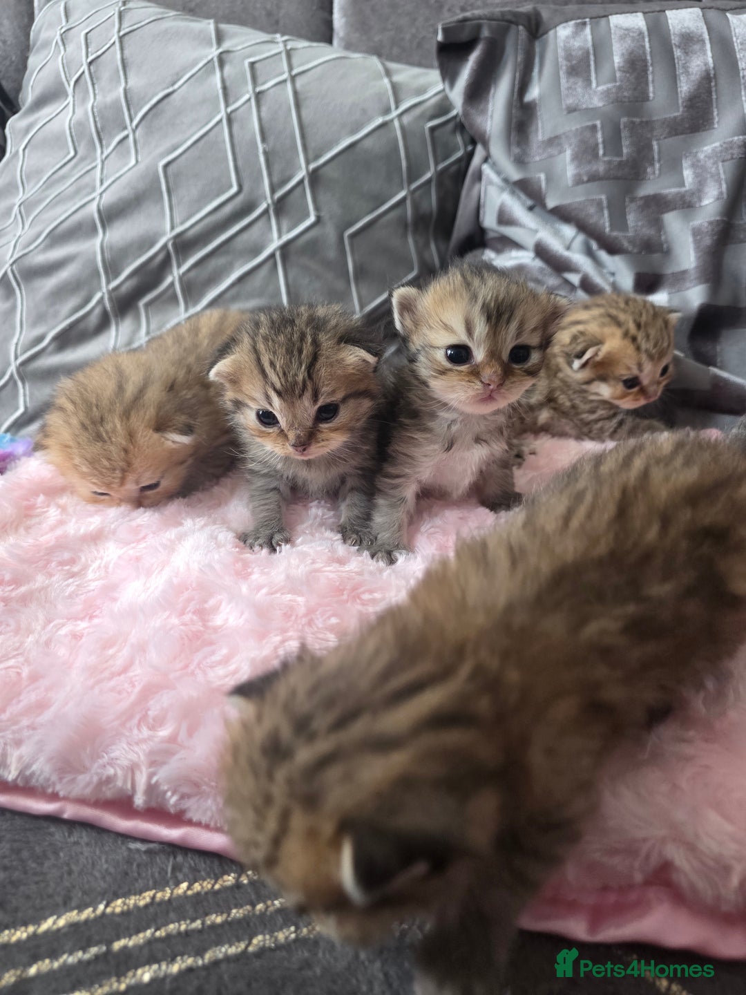 Scottish Fold cats for sale: 5 Beautiful ScottishFolds Kittens - Image 3
