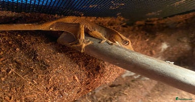 Gecko reptiles - Advert 1