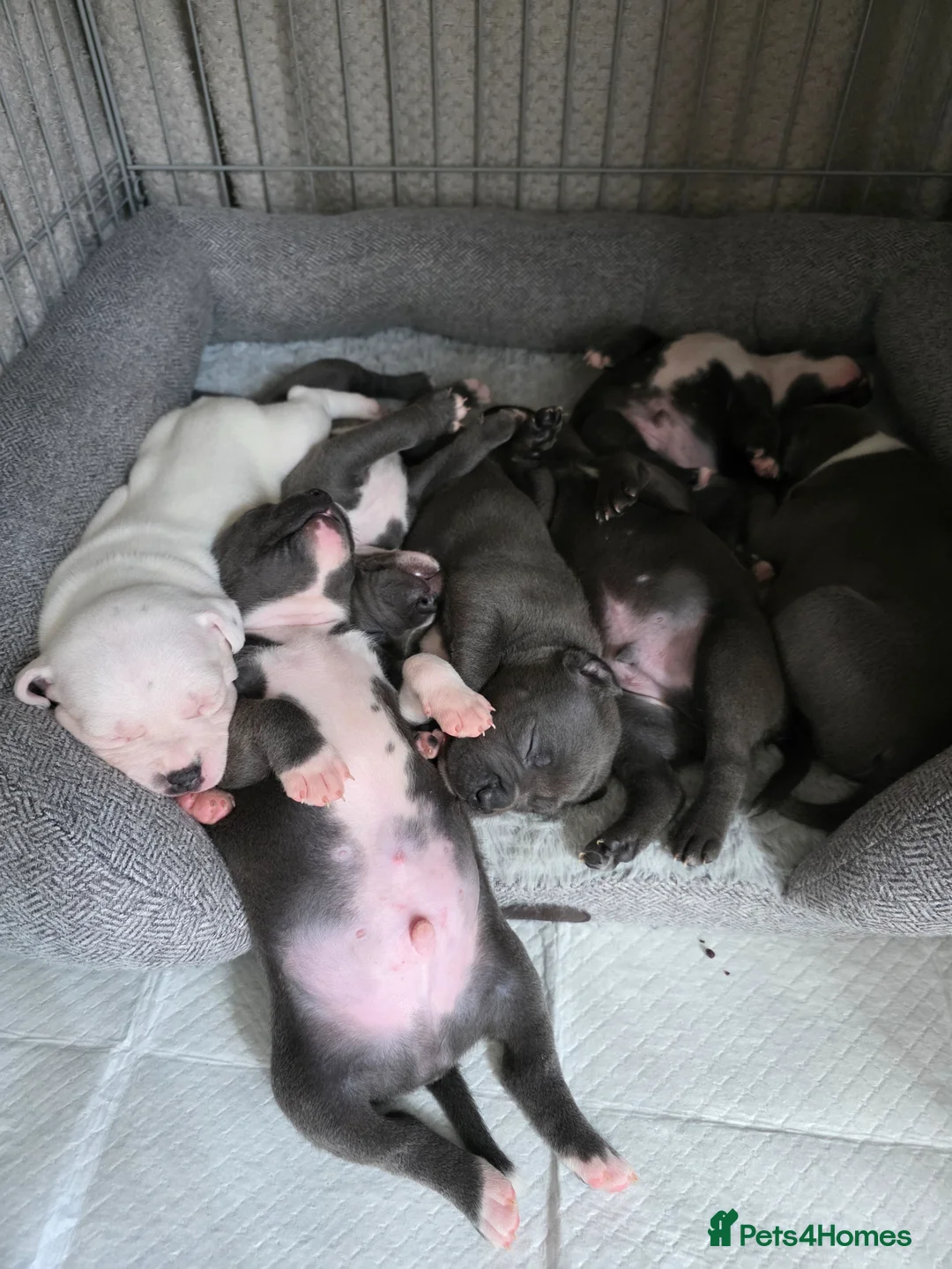 Staffordshire Bull Terrier dogs for sale: 5 blue staffies for sale - Advert 24