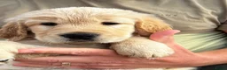 Mixed Breed dogs for sale: Retriever puppies for sale - Advert 19