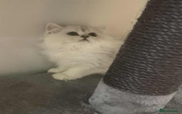 British Longhair cats for sale: BSH and BLH Silvers   in Bournemouth - Image 1