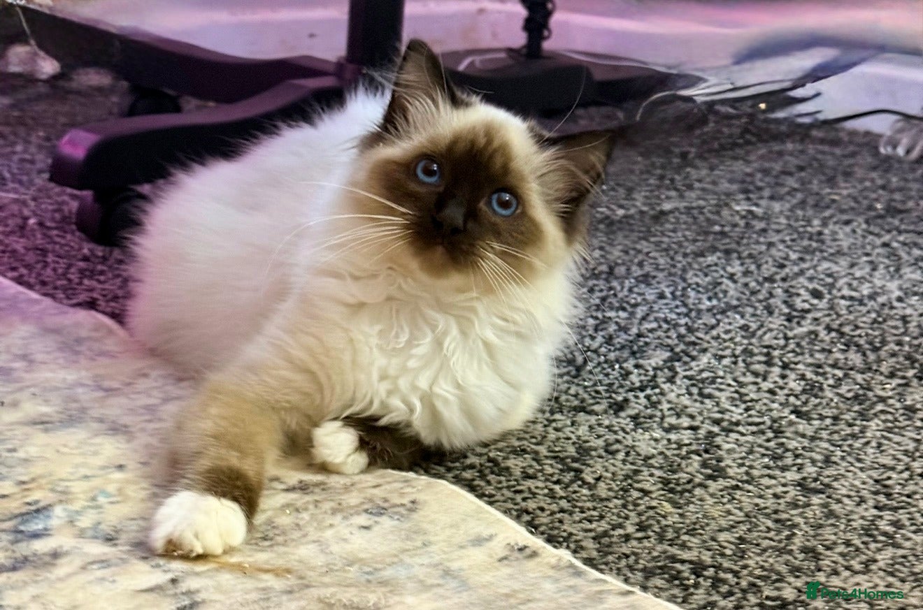 Ragdoll cats Stunning Ragdoll kittens READY TO COLLECT TODAY - Advert 1