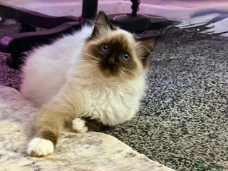 Ragdoll cats Stunning Ragdoll kittens READY TO COLLECT TODAY - Advert 1