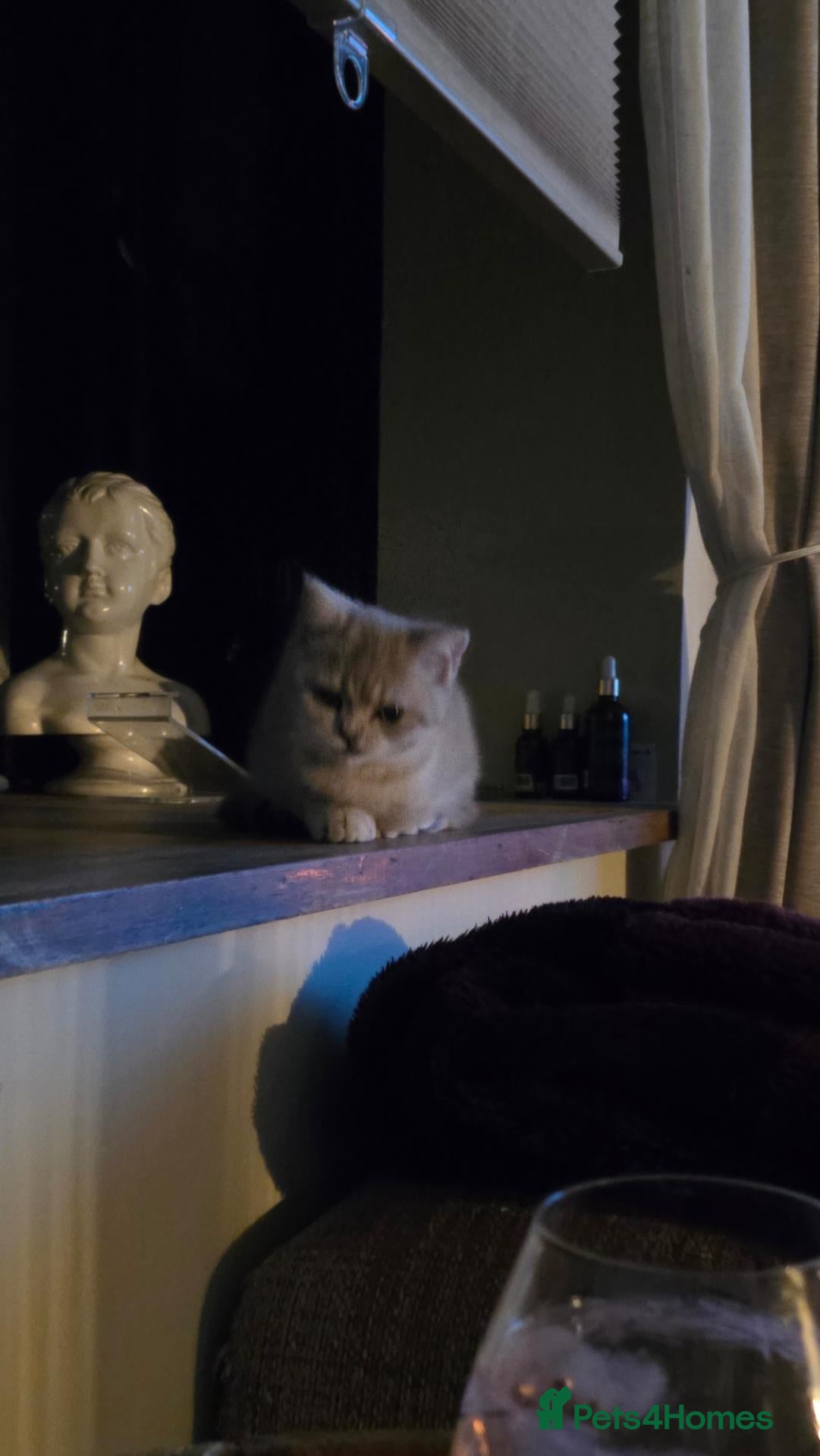 British Shorthair cats Shy little lady - Advert 1